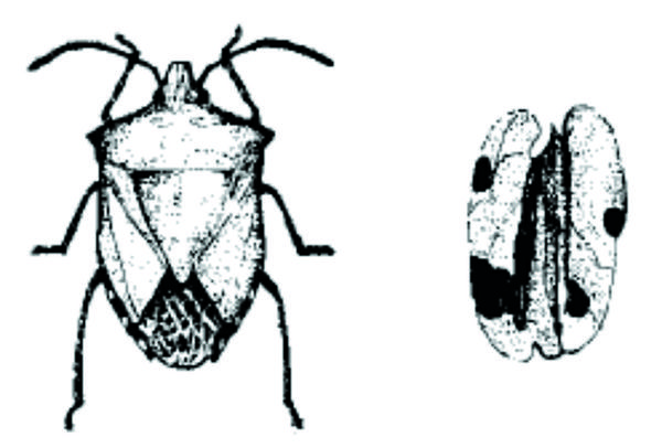 Figure 22. The stink bug punctures nuts and damages the meats.